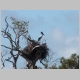 59. een gubara in zijn nest.JPG